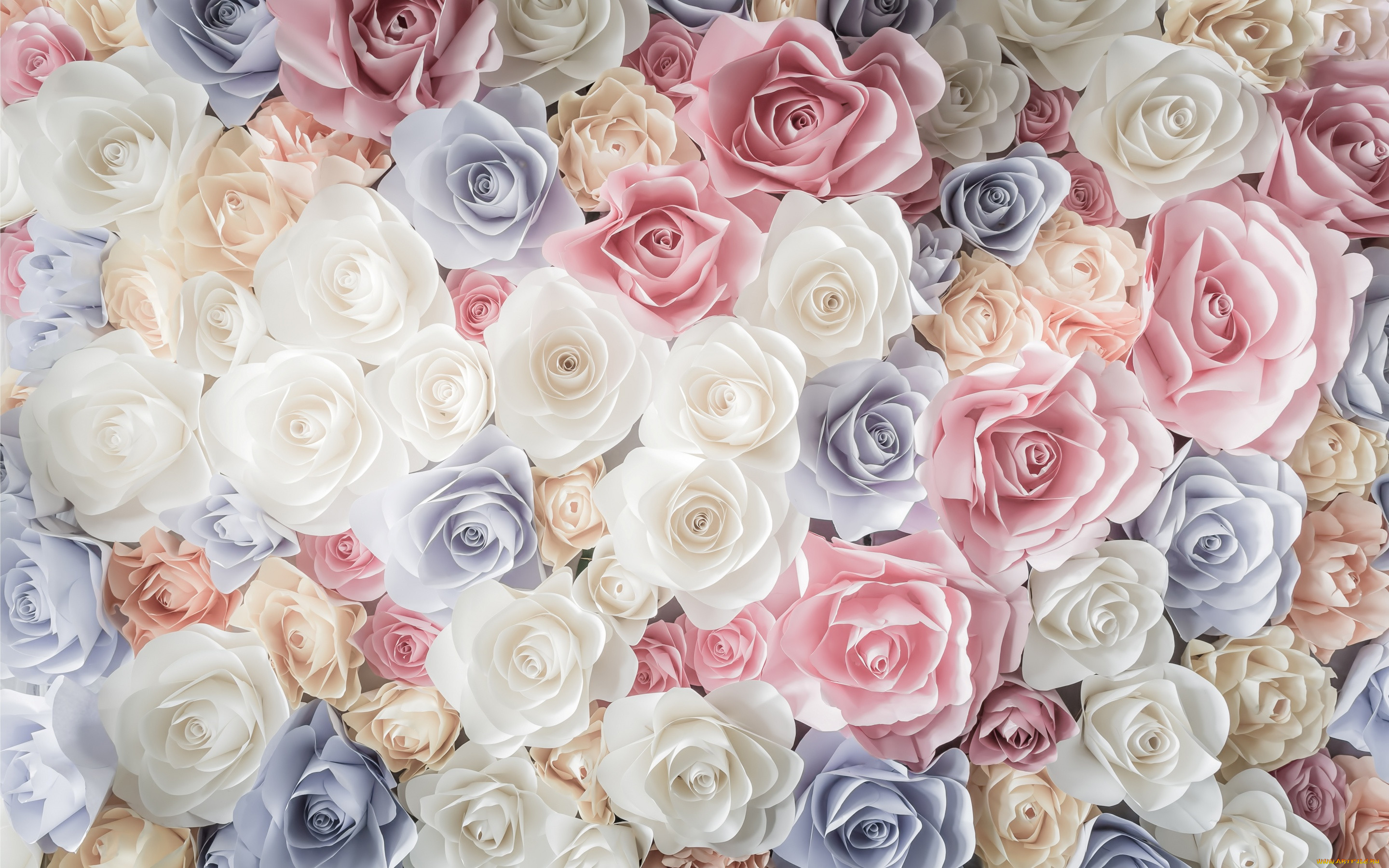 , ,  ,  , , roses, white